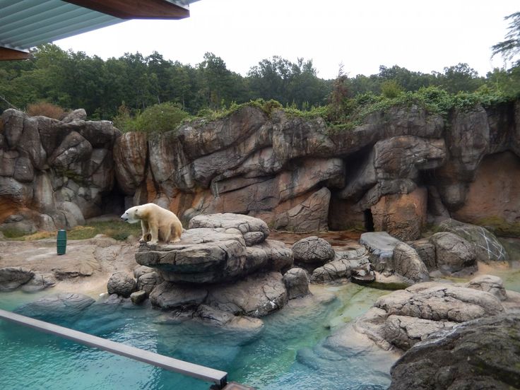 a polar bear standing on top of a rock next to a body of blue water