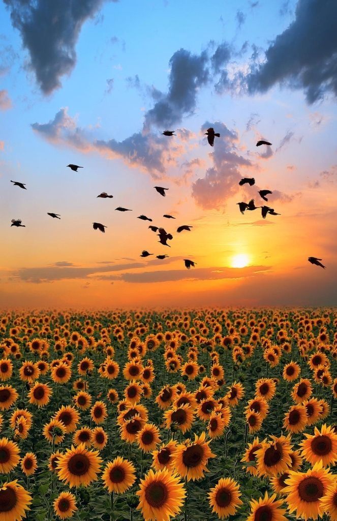 sunflowers are in the foreground as birds fly over them on a cloudy day