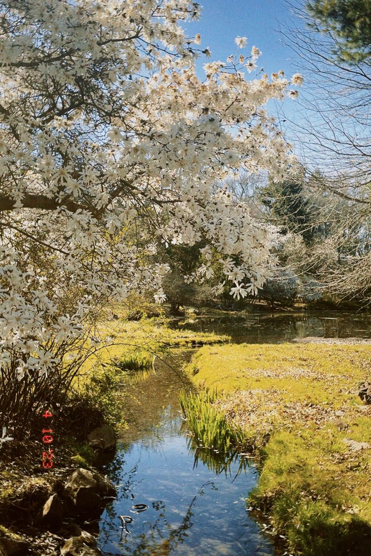 a small stream running through a lush green field