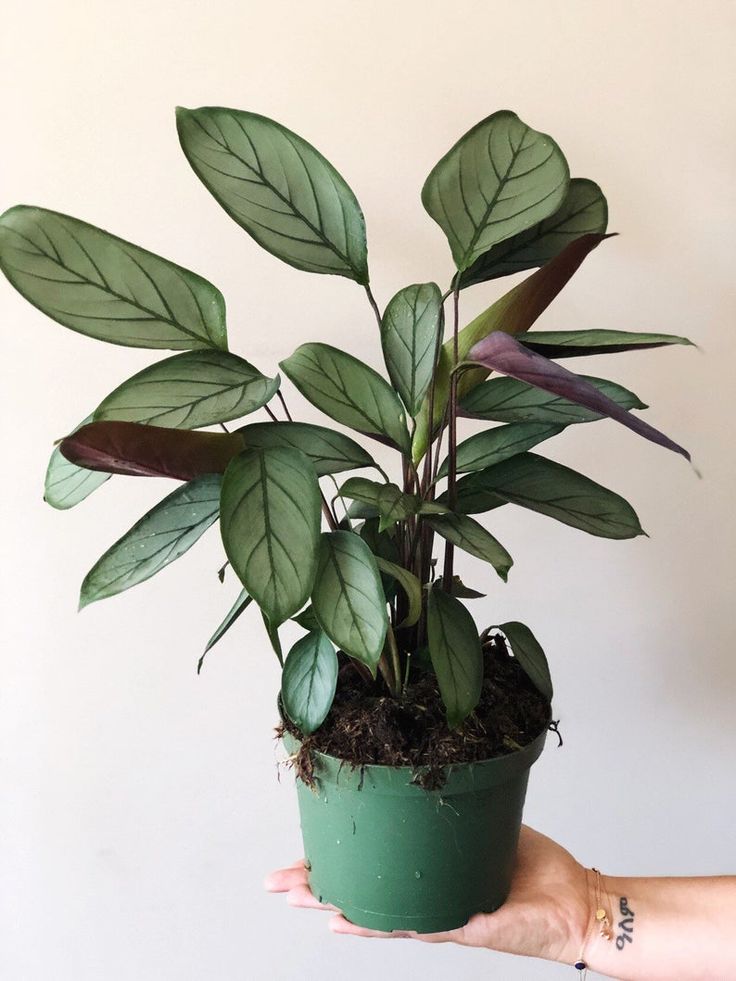 a hand holding a potted plant with green leaves