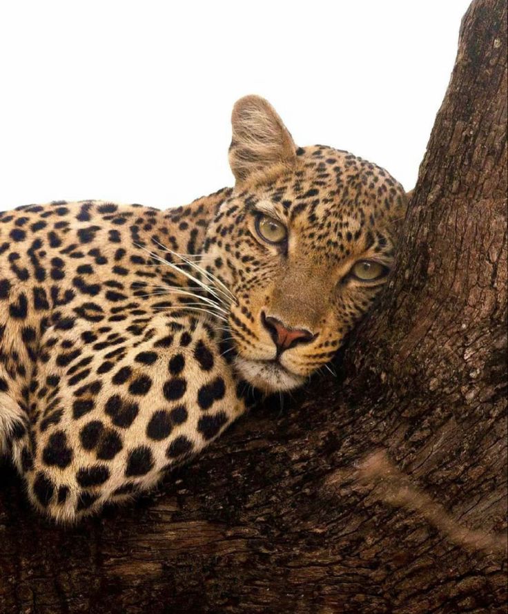 a leopard laying on top of a tree branch