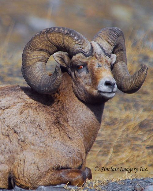 a ram with large horns laying on the ground