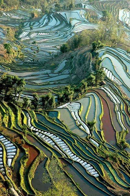 an aerial view of rice terraces in the mountains, with trees and grass growing on them