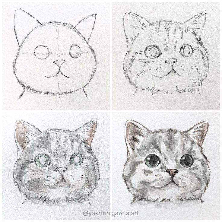 four different types of cats drawn in pencil