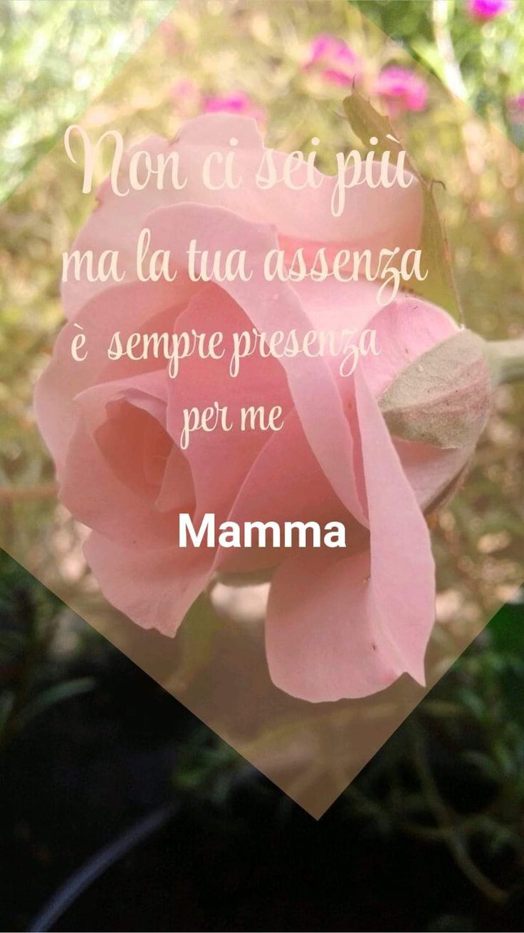 a pink rose with the words mamma in spanish on it's side and an image