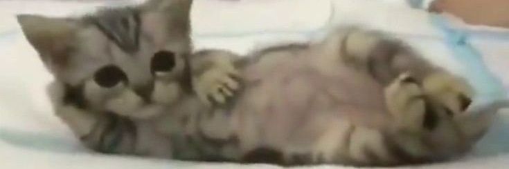 two kittens are playing with each other on the bed in this blurry photo