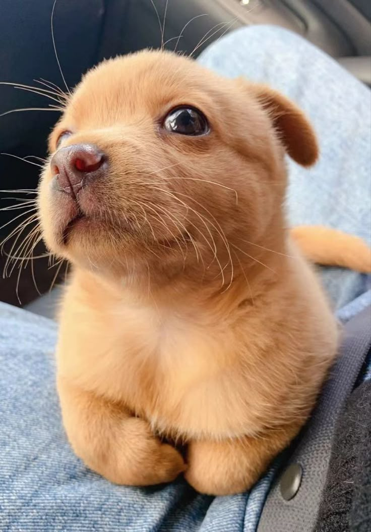 a small brown dog sitting on top of a person's lap