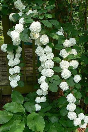 white flowers growing on the side of a wooden bench in front of green leaves and shrubbery