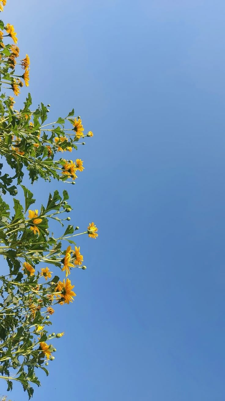 yellow flowers against a blue sky with no clouds