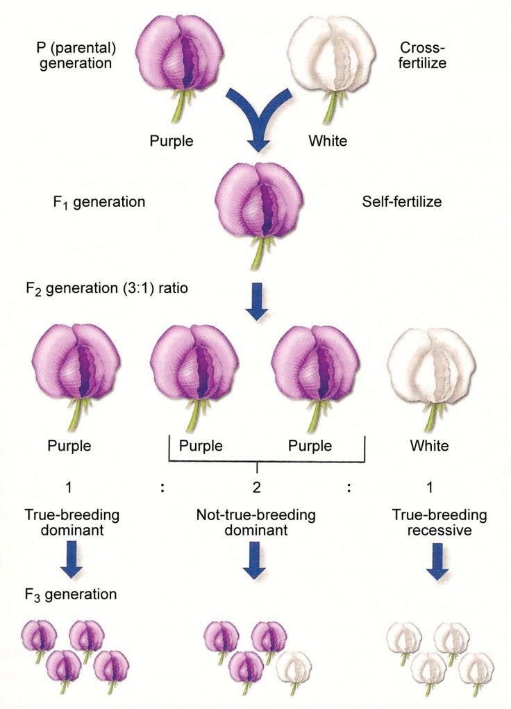 the stages of flower growth from seed to budding, in purple and white flowers