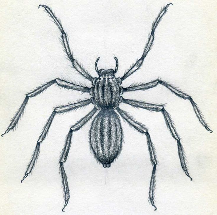 a drawing of a spider with long legs and large antennae on it's back