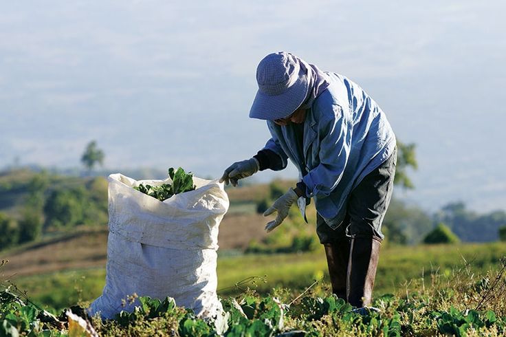 a person picking up leaves from a bag in a field with mountains in the background