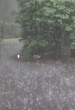 a blurry image of trees and bushes in the rain