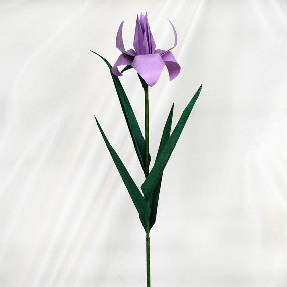 a single purple flower with green stems against a white background