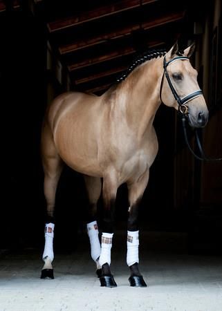 a brown horse with white socks and black boots