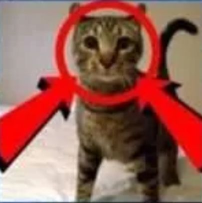 a cat with an arrow around its neck