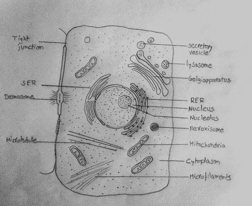 the structure of a plant cell diagram with labels on each side and labeled in red