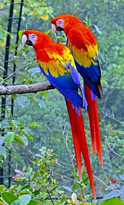 two colorful parrots sitting on top of a tree branch next to eachother