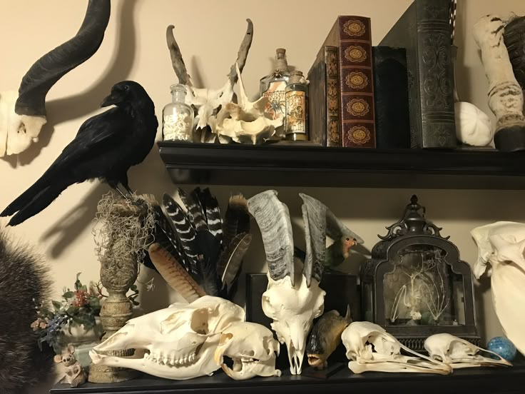 there are many skulls and other items on the shelves