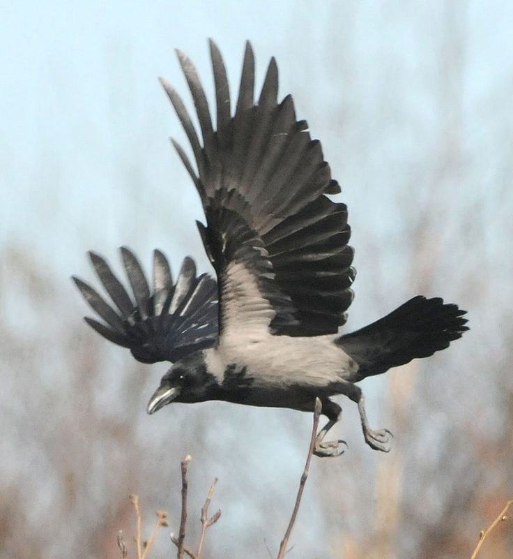 a large black and white bird flying through the air