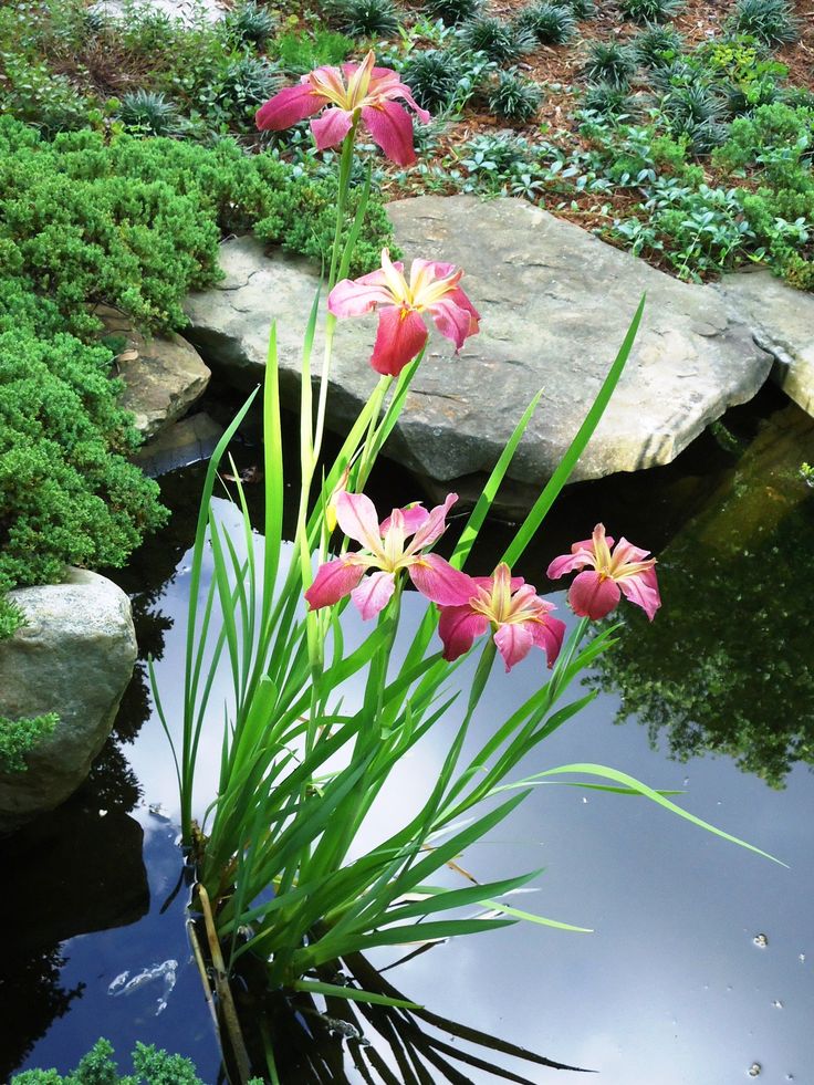 pink flowers are blooming in the water next to some rocks and green plants with large leaves