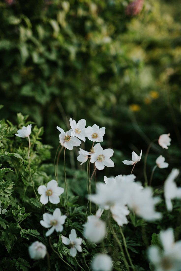 some white flowers are growing in the grass