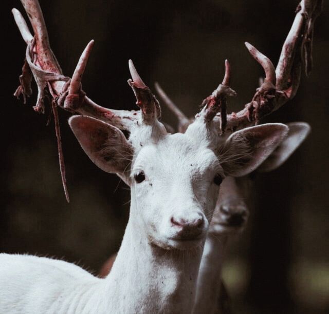 two white deer with antlers standing next to each other