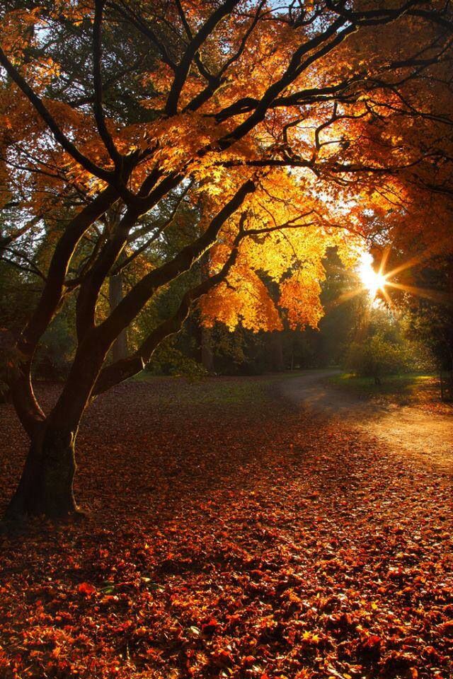 the sun is shining through some trees with fallen leaves on the ground in front of them