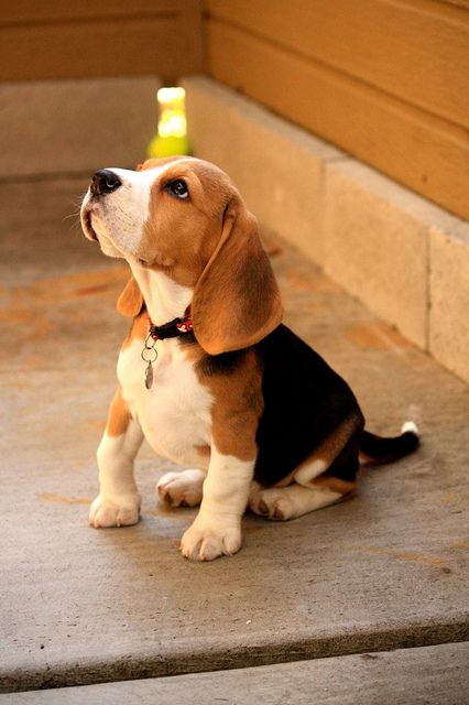 a beagle puppy sitting on the steps looking up