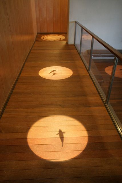 the shadows of birds are on the wooden floor