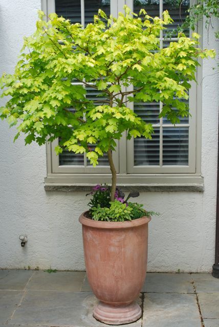 a potted tree sitting in front of a window on a stone floor next to a planter