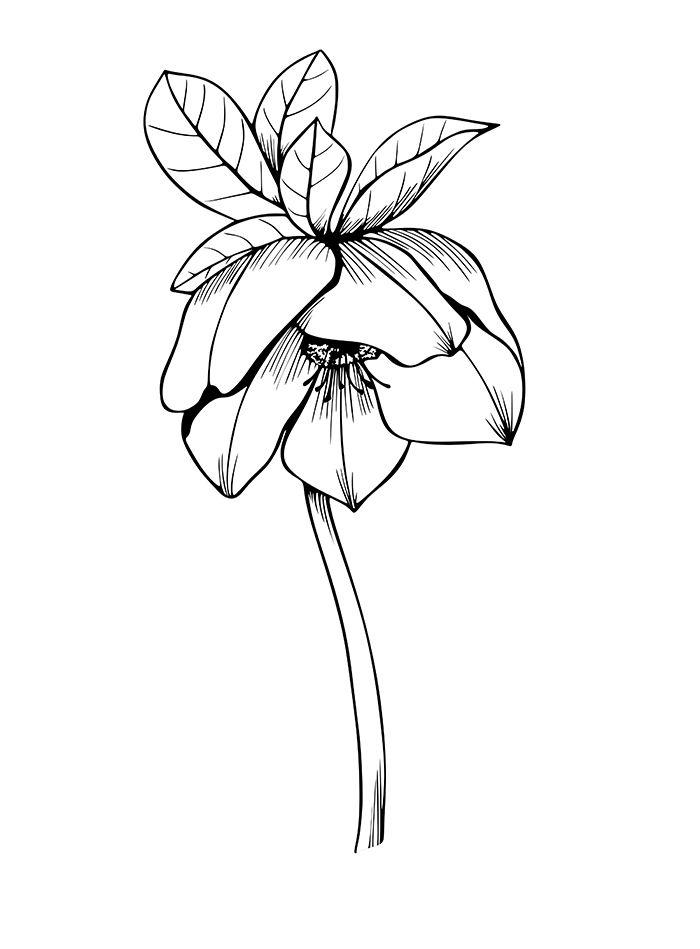 Black Hellebore Tattoo, Hellebore Illustration, Hellebore Tattoo, Winter Sketchbook, Buttercup Ranunculus, Christmas Roses, Line Art Floral, Drawing Line Art, Botanical Line Drawing