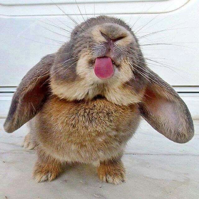 a rabbit sticking its tongue out and making a funny face while sitting in front of a white door