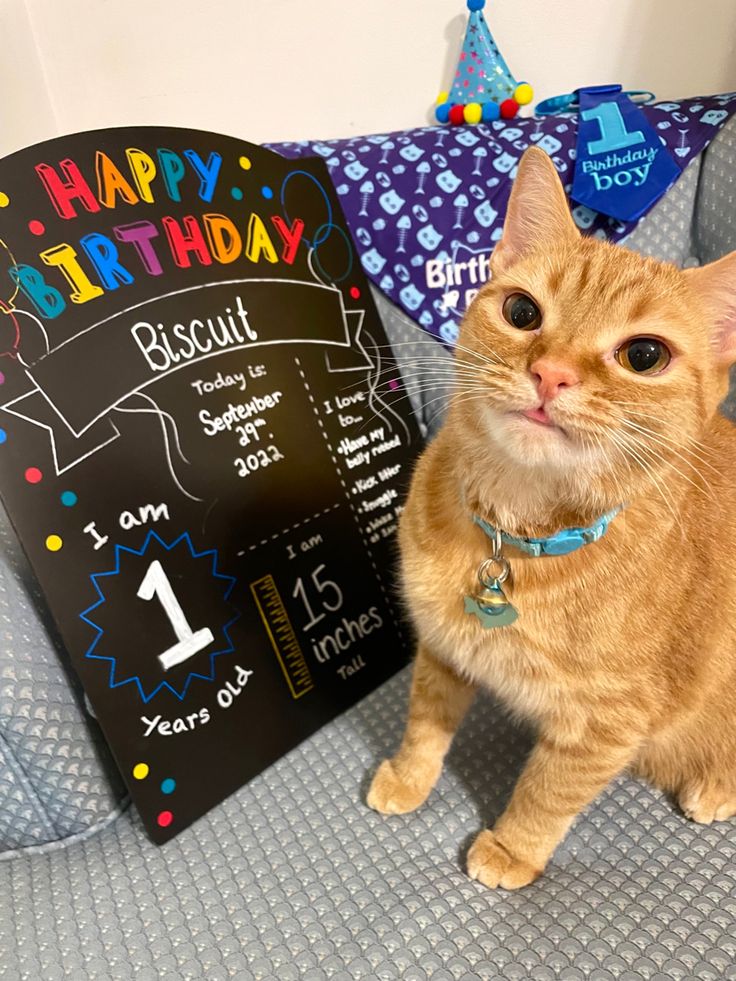 an orange cat sitting on top of a chair next to a birthday sign