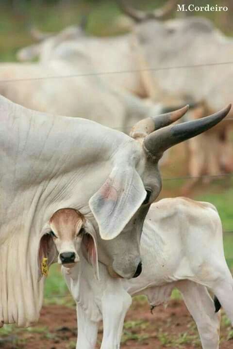 an animal that is standing in the dirt with it's head on another animal