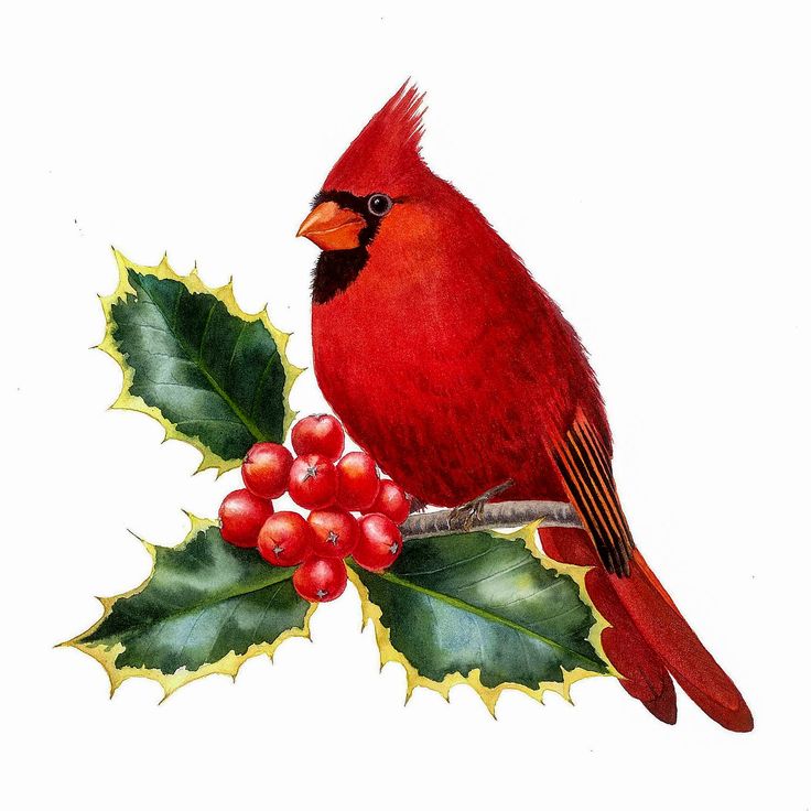 a red bird sitting on top of a holly branch with berries and leaves around it