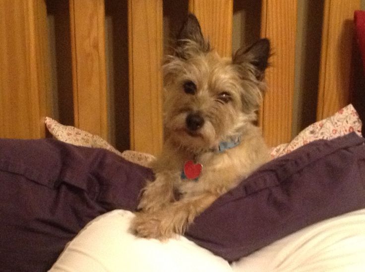 a small dog sitting on top of a bed next to pillows and pillowcases