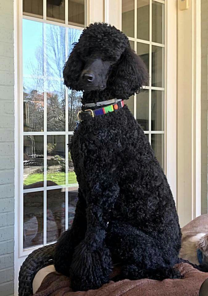 a black poodle sitting on top of a pillow in front of a door with windows