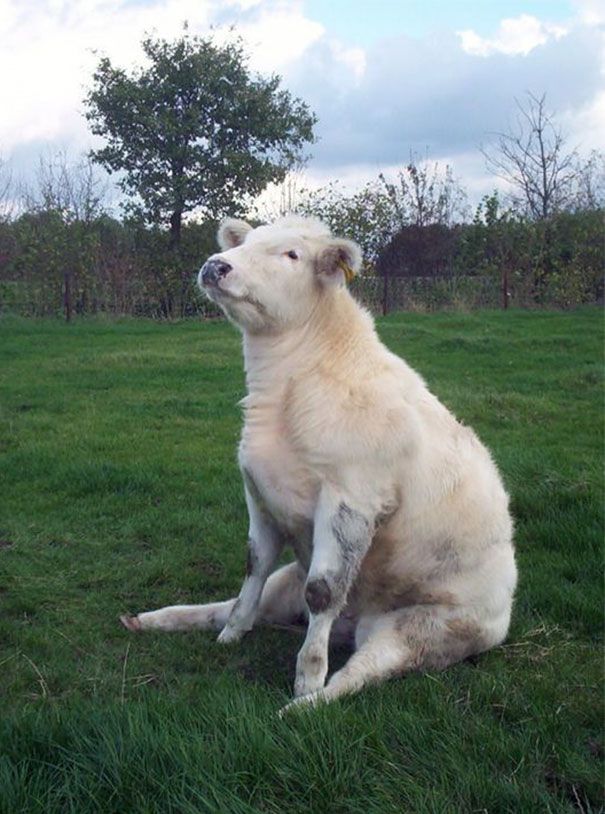 a large white dog sitting on top of a lush green grass covered field with trees in the background