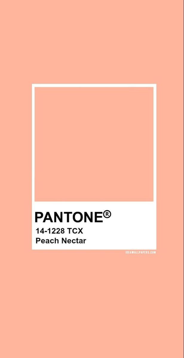 the pantone peach nectar color is shown in an empty rectangle on a pink background