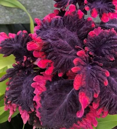 purple and red flowers with green leaves in the background