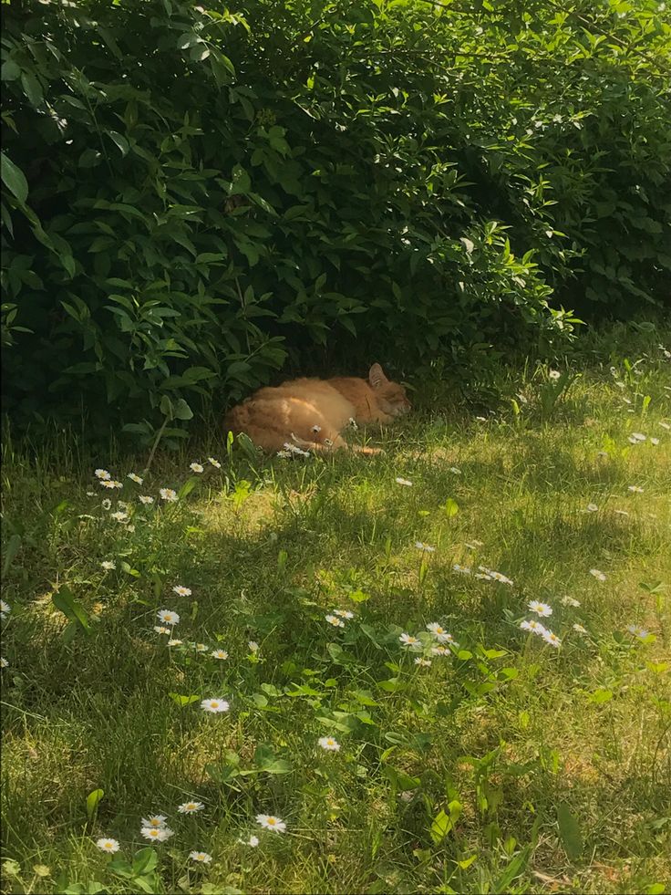 a cow laying in the grass next to some bushes