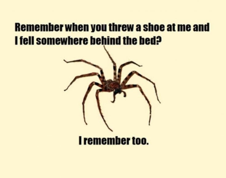 a brown spider sitting on top of a white wall next to a caption that reads, remember you threw a shoe at me and i fell somewhere behind the bed?