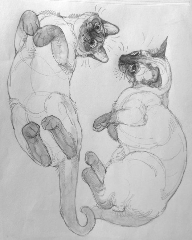 pencil drawing of two cats playing with each other