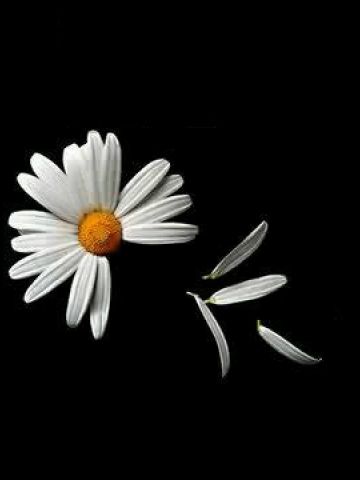 a white flower sitting on top of a black background with the words, la mejor manera de saber si el otros ama