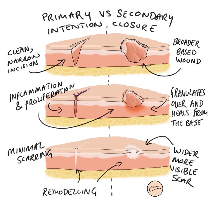 the anatomy of an animal's skin