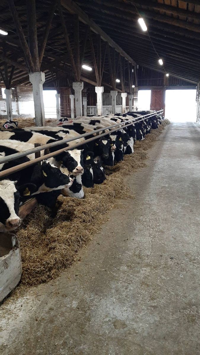 cows are lined up in the barn to eat hay and drink from their troughs