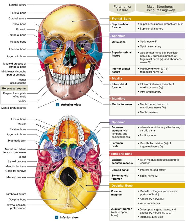 the bones and their major structures are labeled in this diagram, which shows the location of each