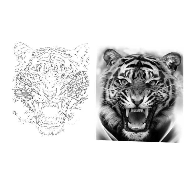 a tiger with its mouth open next to a drawing of a tiger's face