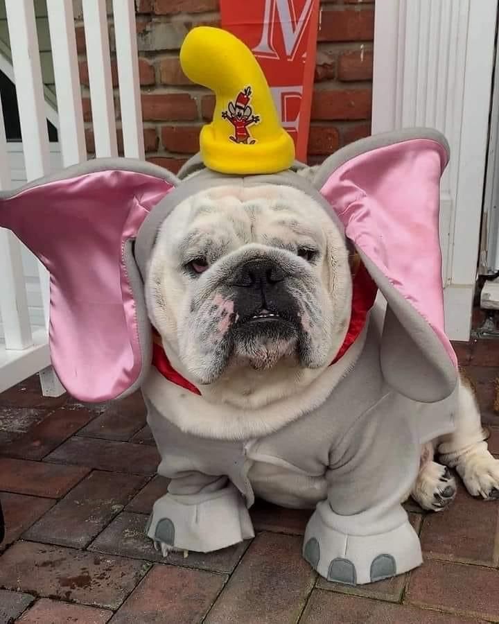 a dog dressed up in an elephant costume